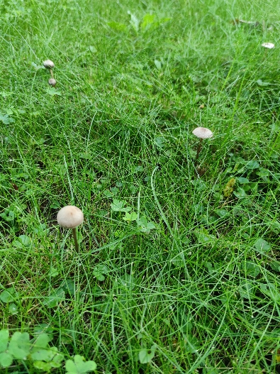 Identificazione di un fungo